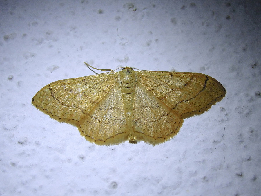 Idaea straminata o aversata?